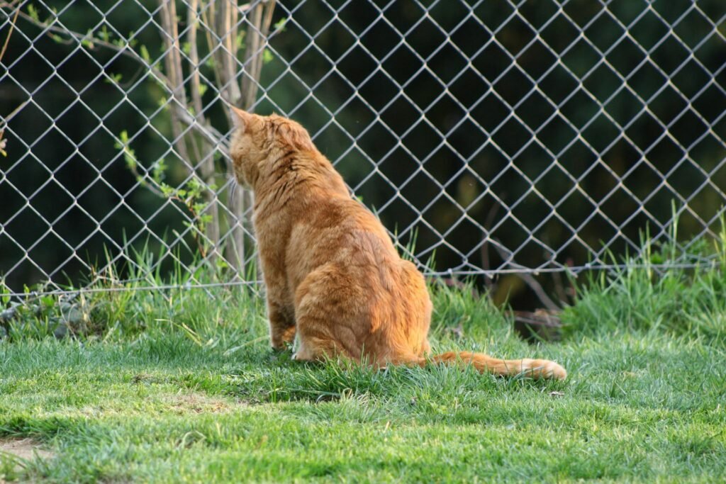 Katzen aus dem Garten vertreiben Gartentipps