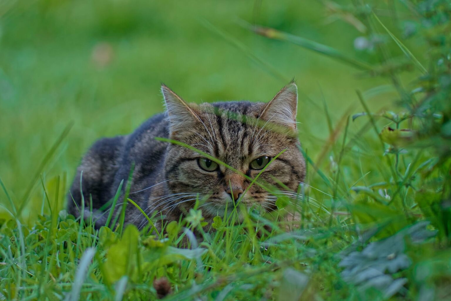 katzen garten vertreiben