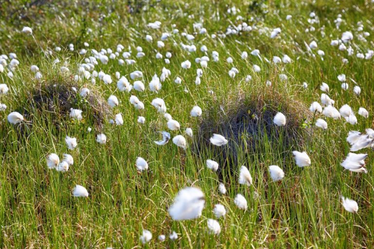 Scheidenwollgras Eriophorum Vaginatum Pflege Pflanzen Düngen And Schnitt